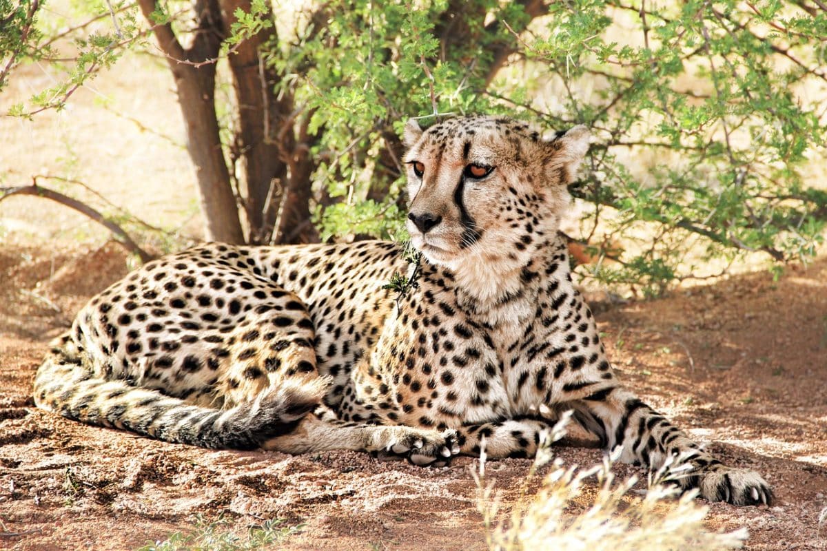 Un safari en Namibie – Ce que vous devez savoir