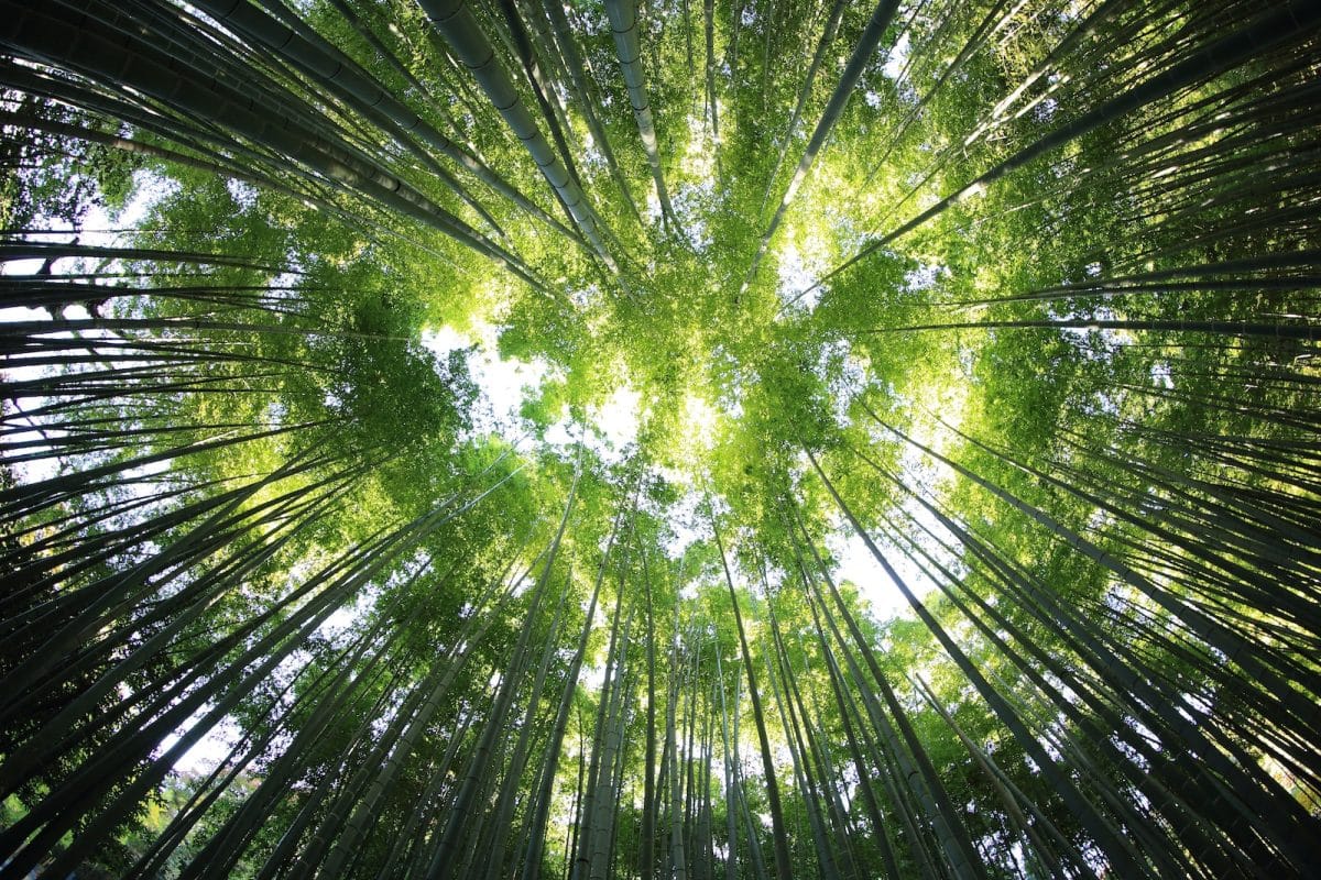 Le miscanthus en granulés : une solution éco-responsable pour se chauffer au naturel