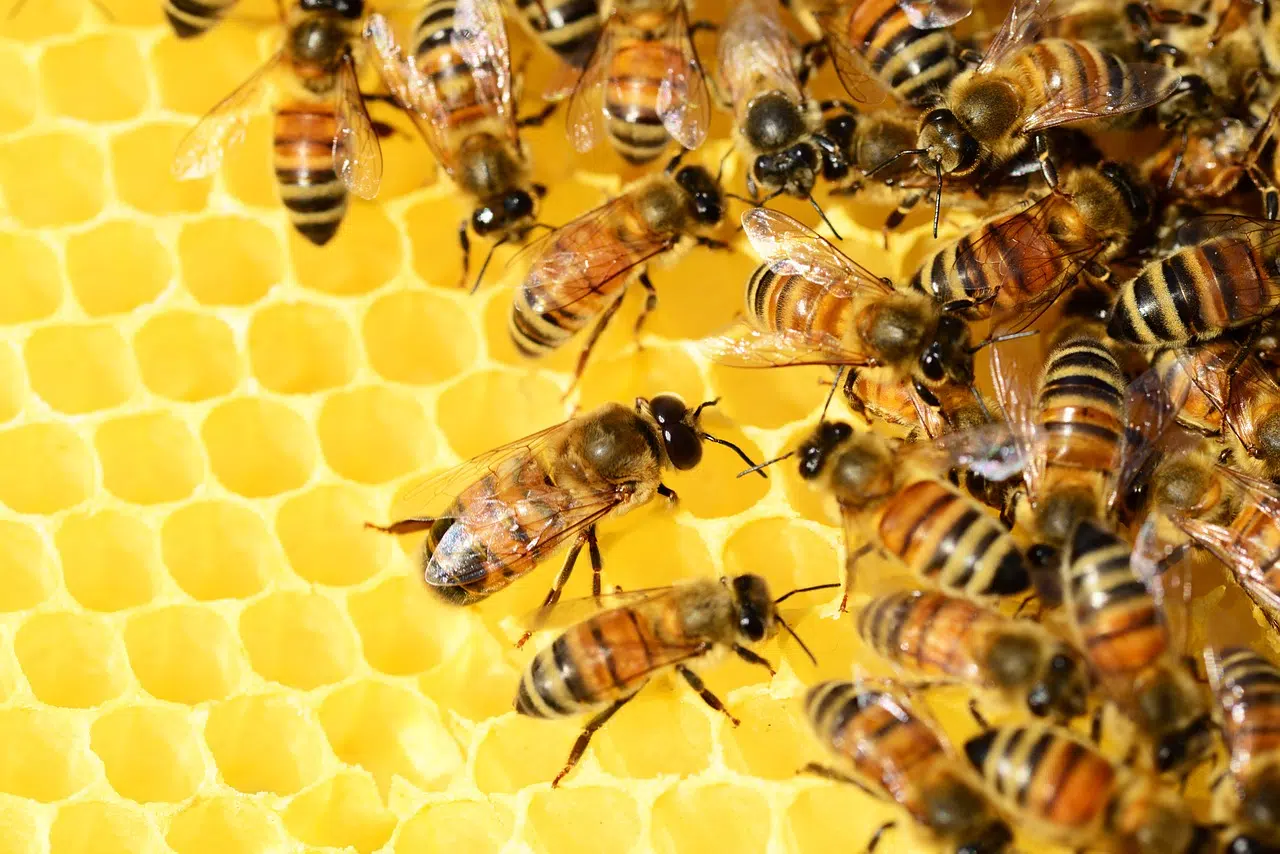 Les bienfaits du pain d’abeilles