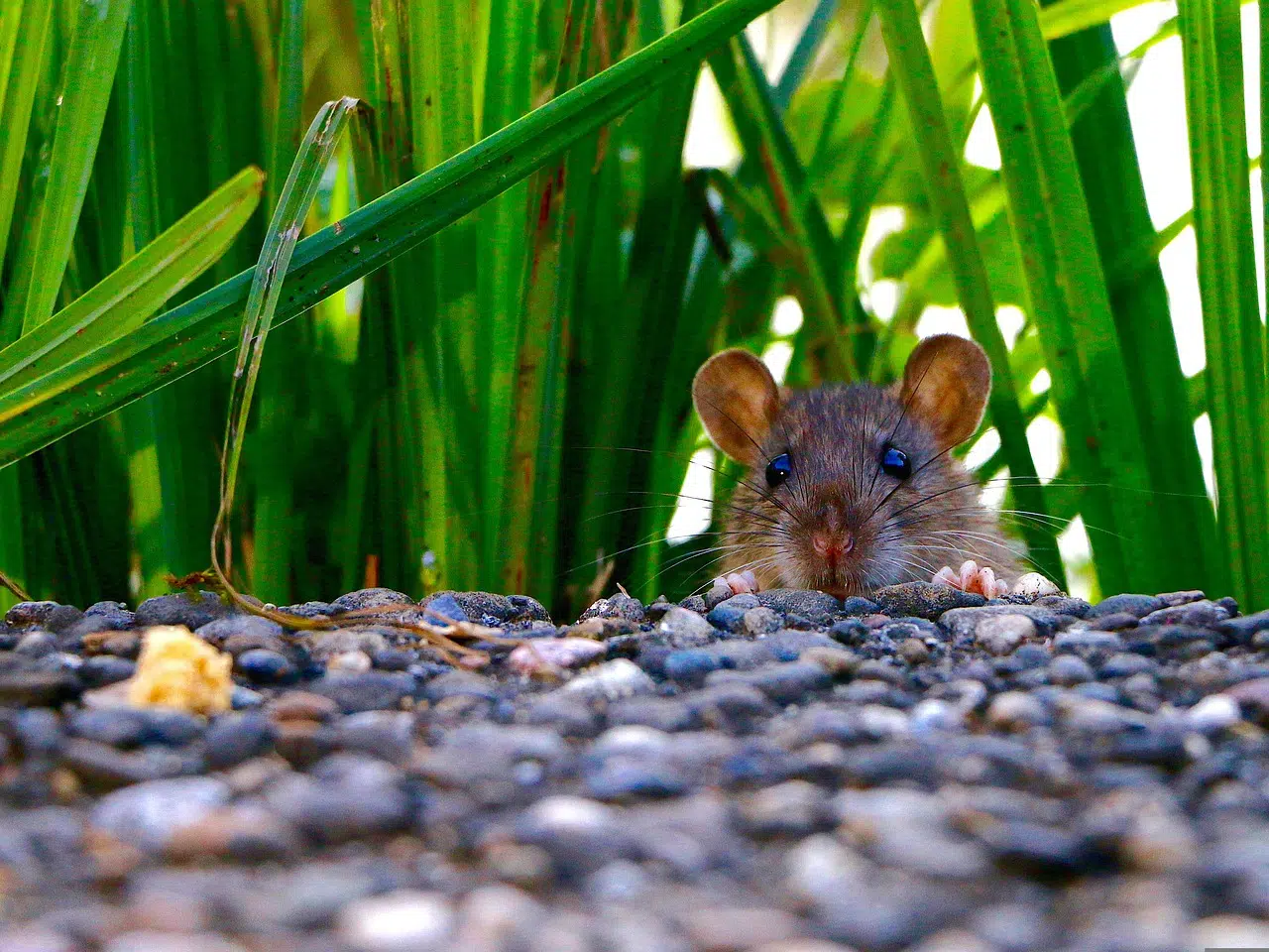 Quels sont les endroits préférés des rats ?