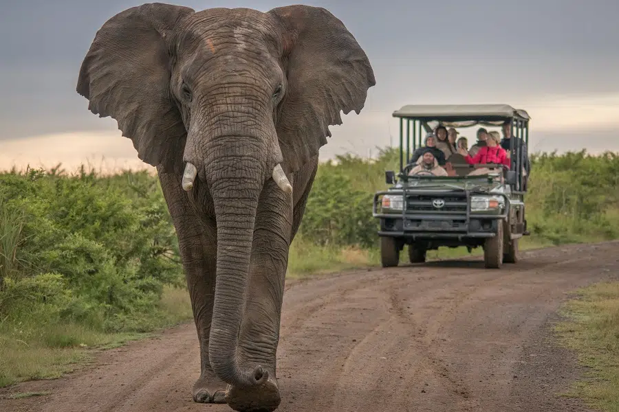 Où voir les big five en Afrique du Sud