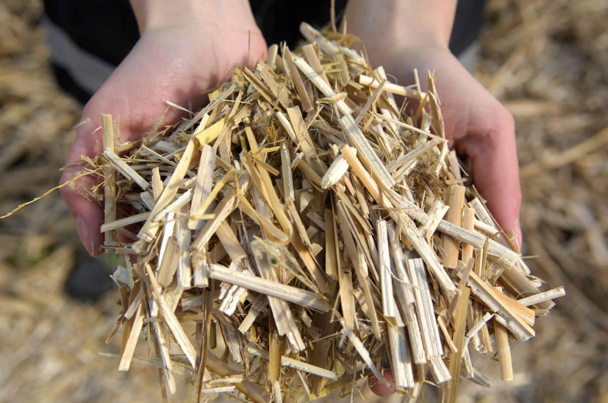 Granulés de miscanthus une alternative écologique pour le chauffage domestique