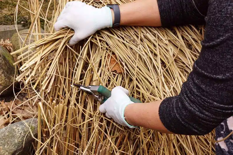 Granulés de miscanthus : une alternative écologique pour le chauffage domestique