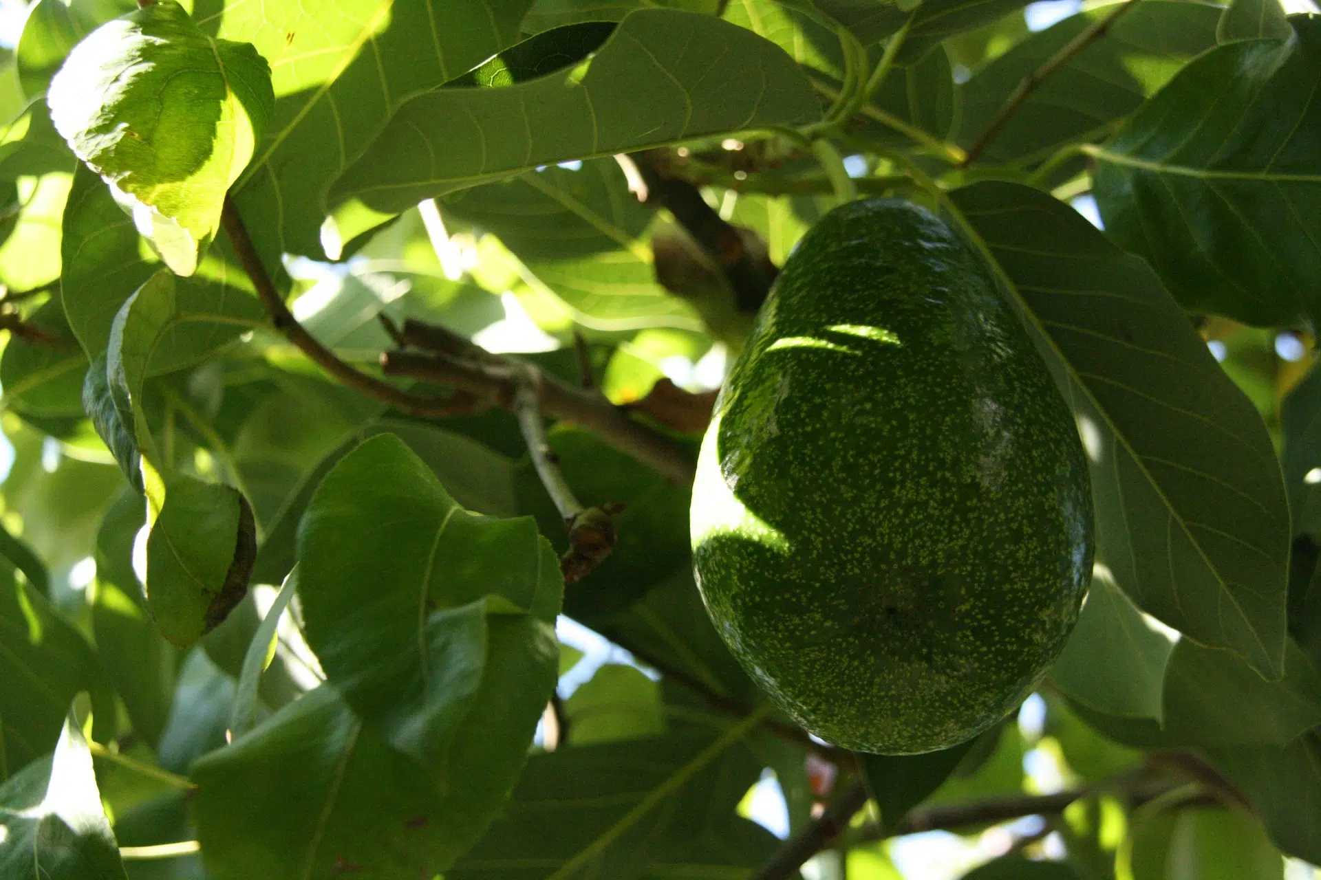 Comment faire pousser un avocatier ?