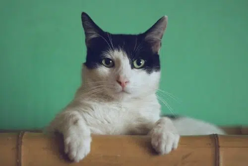 Comment suivre un chat qui a une puce ?