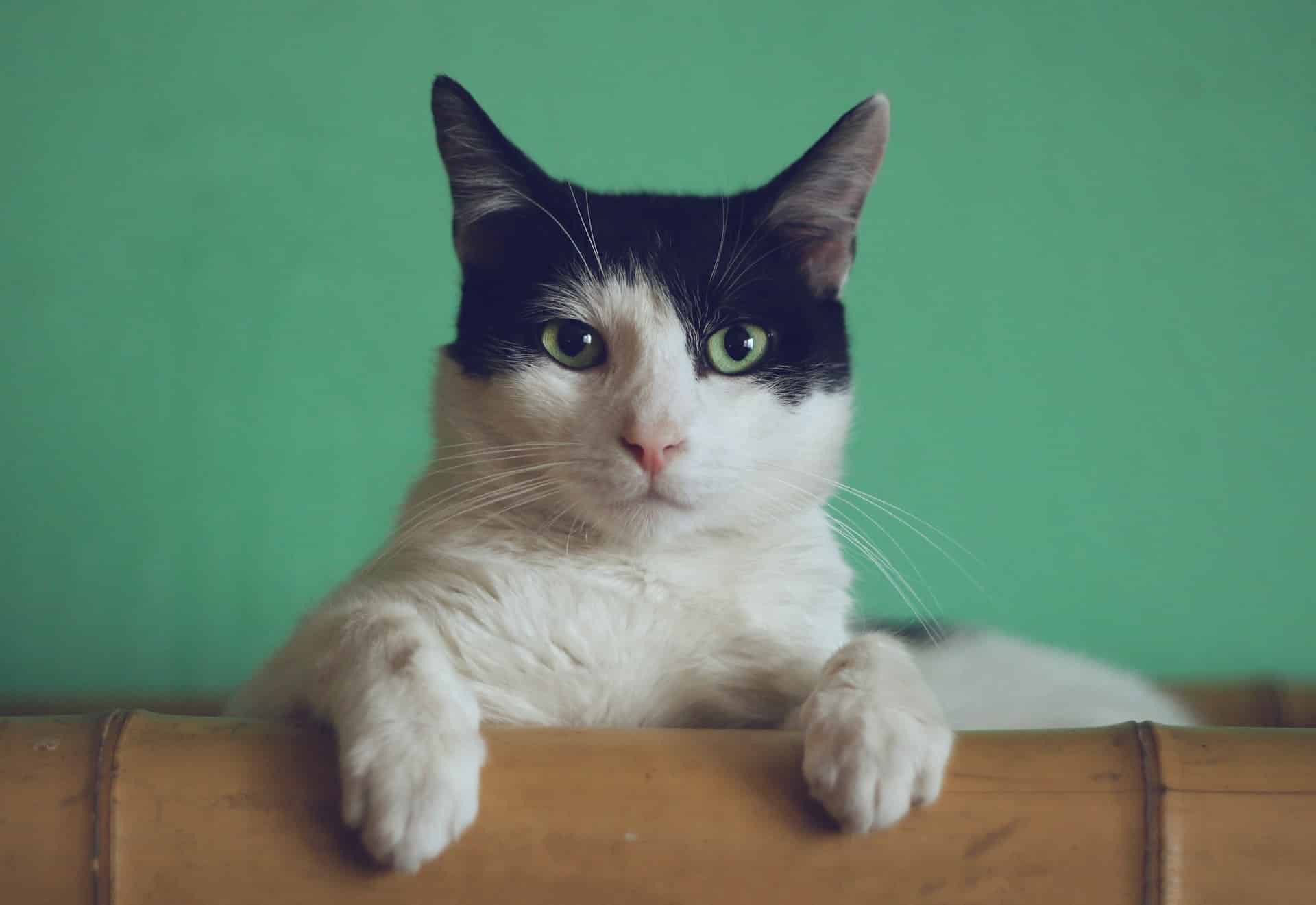 Comment suivre un chat qui a une puce ?