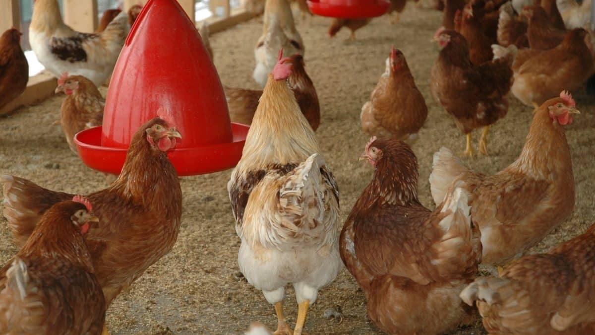 Les avantages du matériel d’élevage de qualité pour les poules