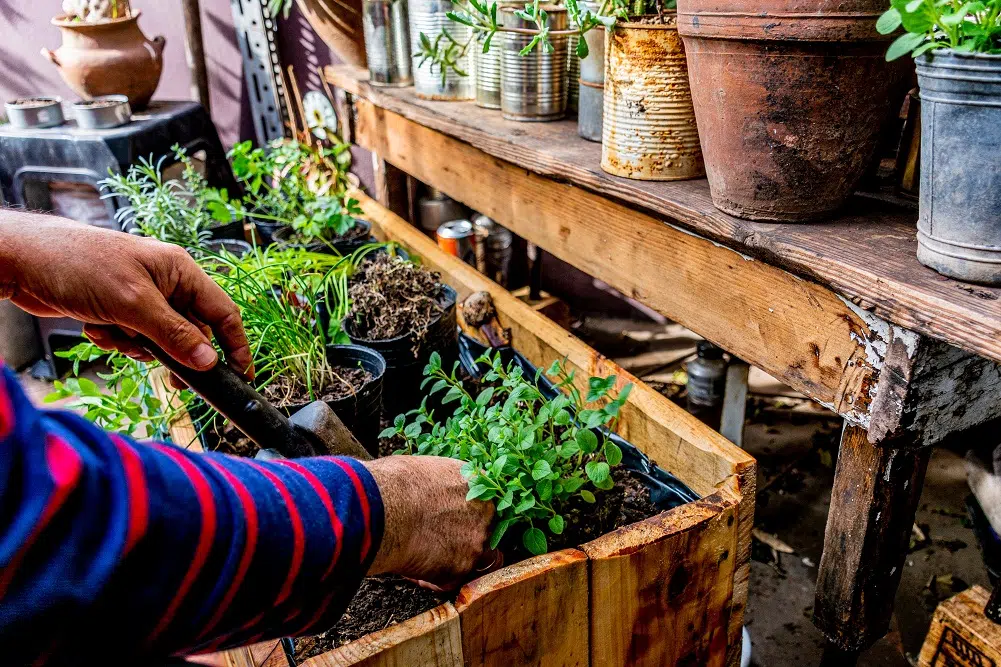 Quand planter les herbes aromatiques ?